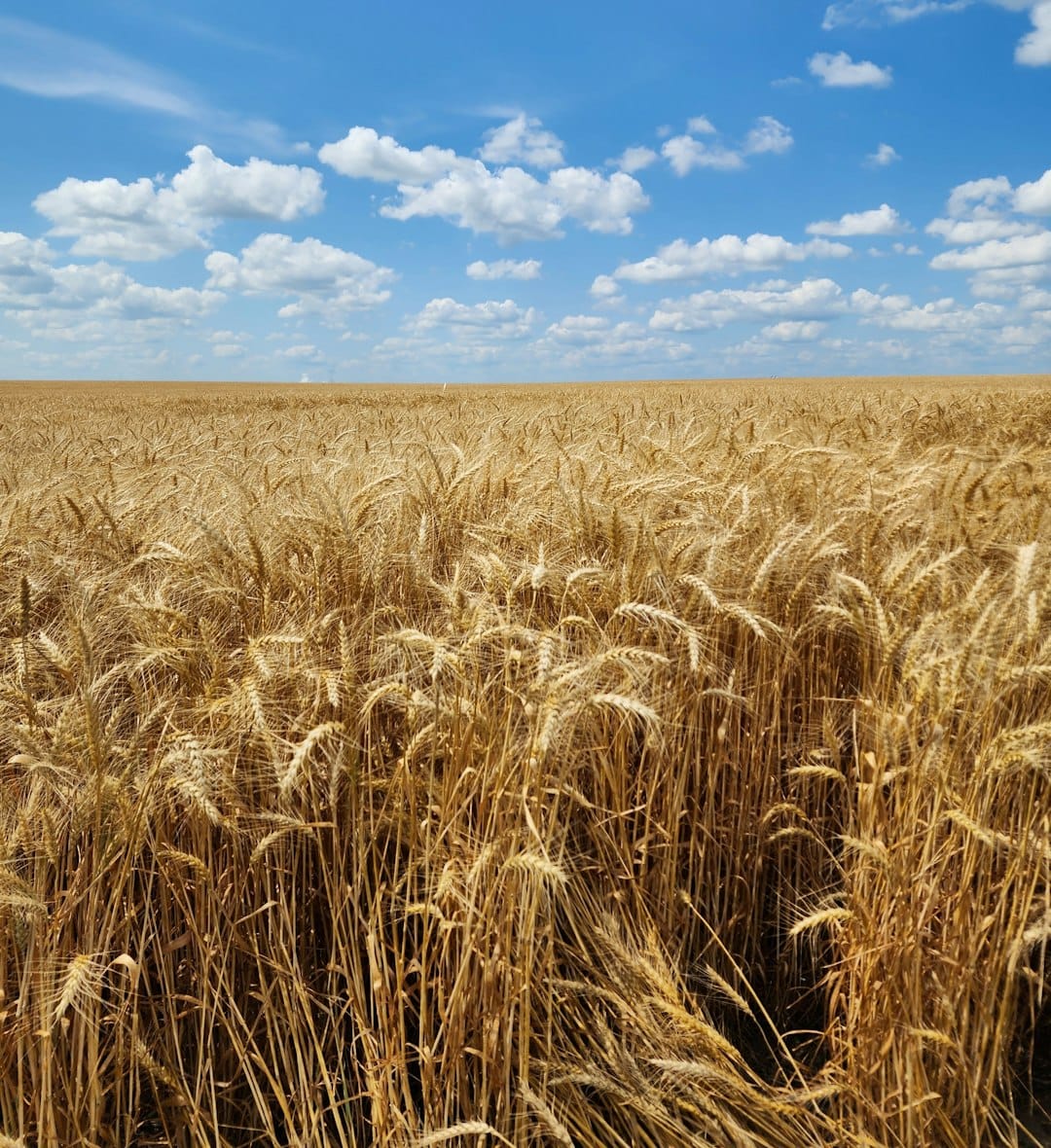 Golden wheat harvest, Great Plains
