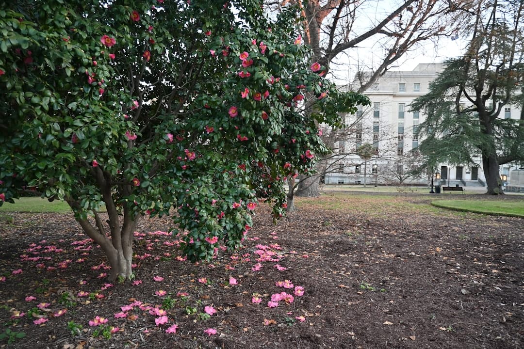 South Carolina State House with flowering trees in spring bloom, Columbia, SC.