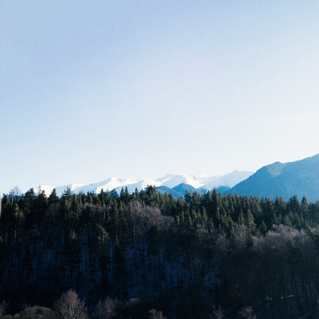 A dense Pacific Northwest forest with tall evergreen trees rising into low cloud, typical of Washington state.