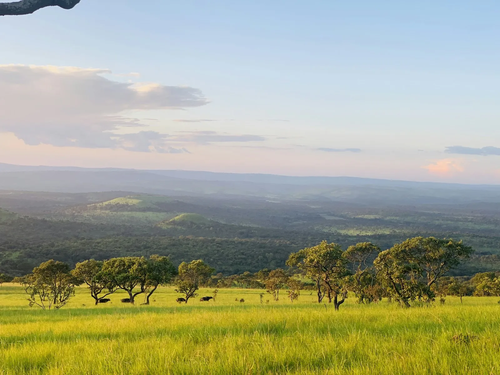 A wide grassy plain with scattered trees and a line of green hills in the distance under a pale evening sky in Burundi.