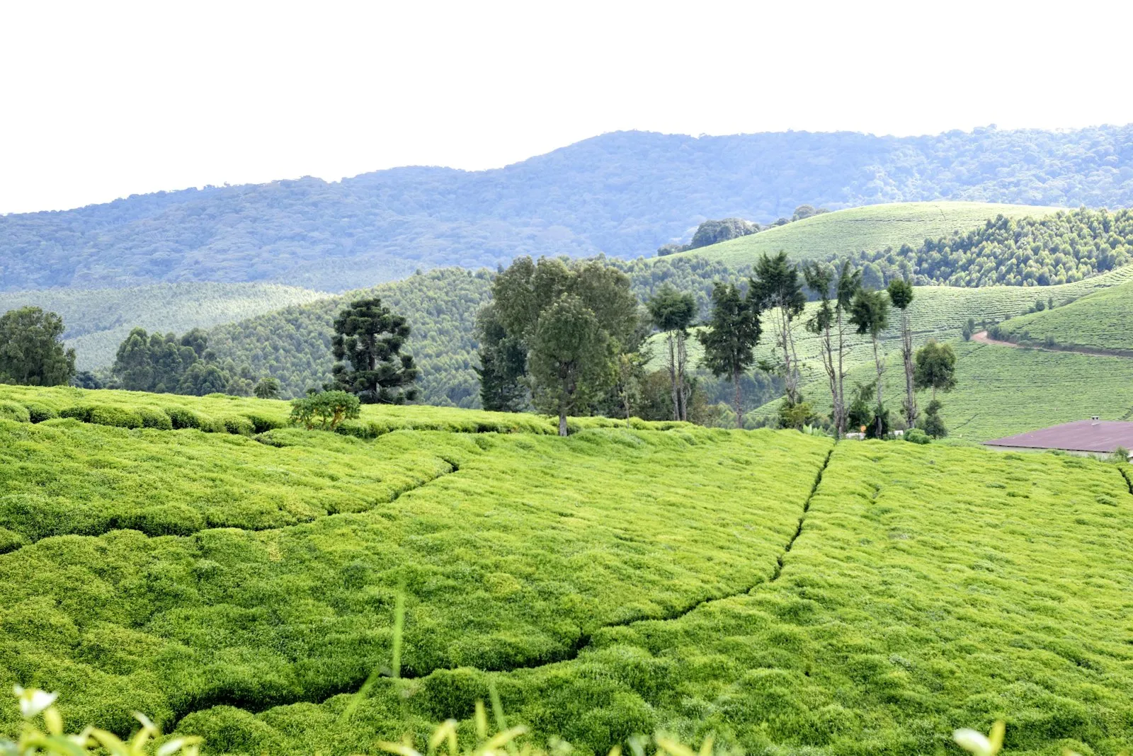 A green hillside of tea terraces with a stand of trees under a pale sky in Burundi.