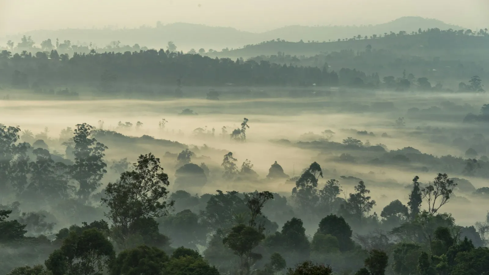 Mist lying over forested hills in soft morning light.