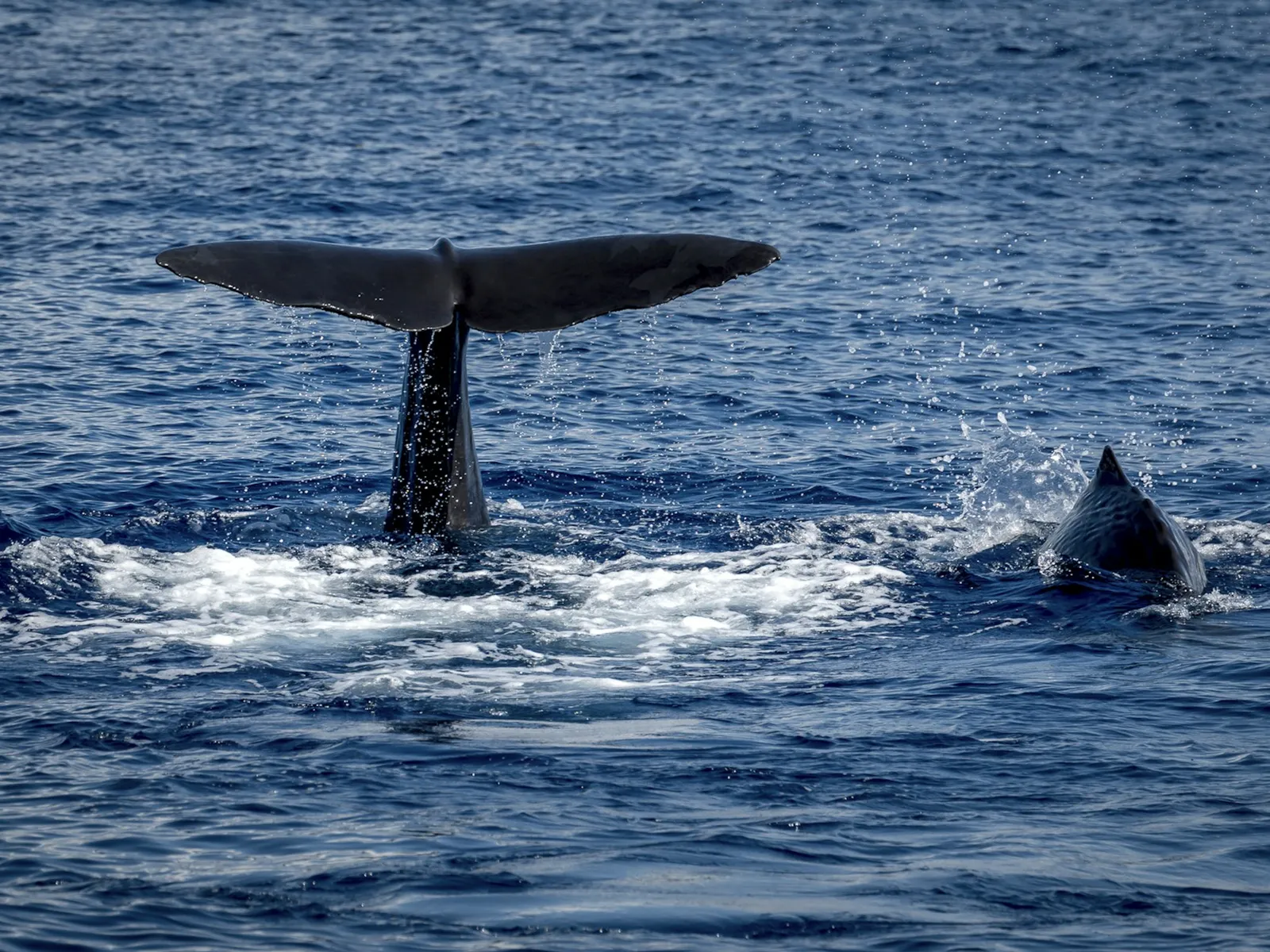 The tail of a sperm whale lifting out of the dark blue sea off Roseau, Dominica.