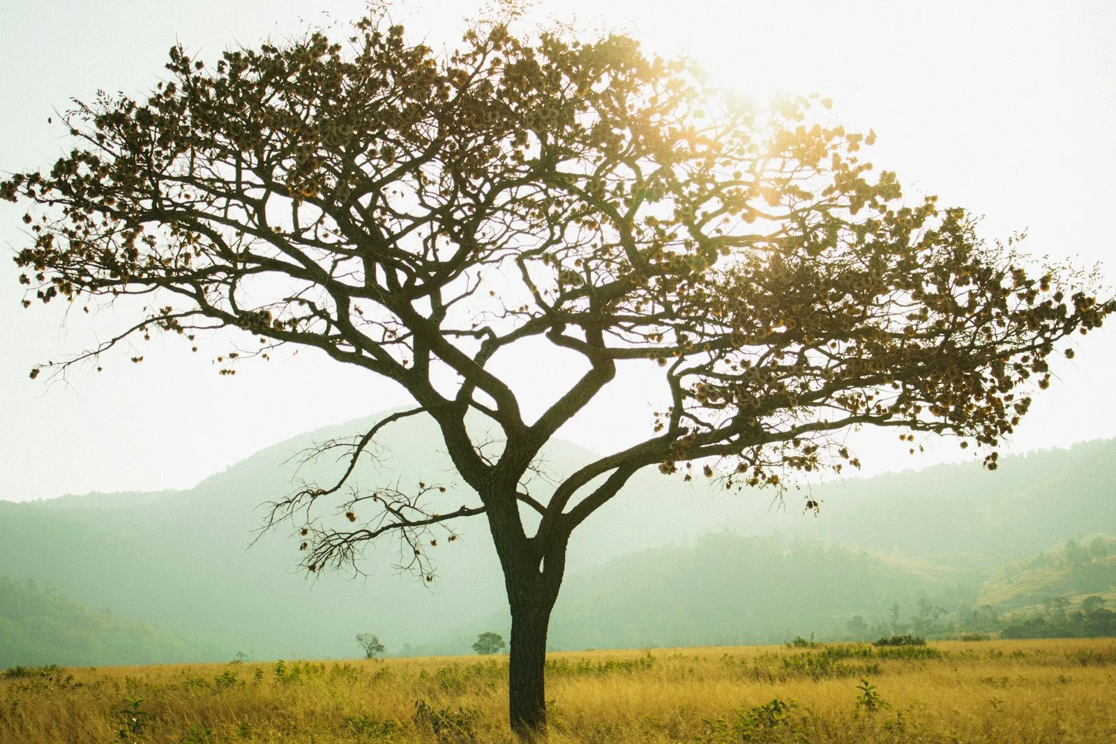 A bare acacia tree standing alone in a grassy field, lit from behind by low sun, with misty hills in the distance.