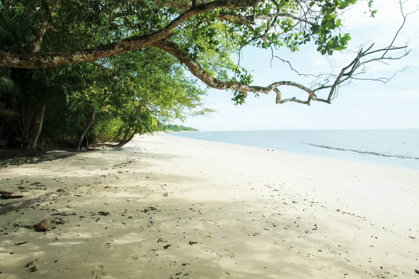 A long pale sand beach at Cocobeach, Gabon, with trees leaning over the shore and a calm sea under a bright sky.