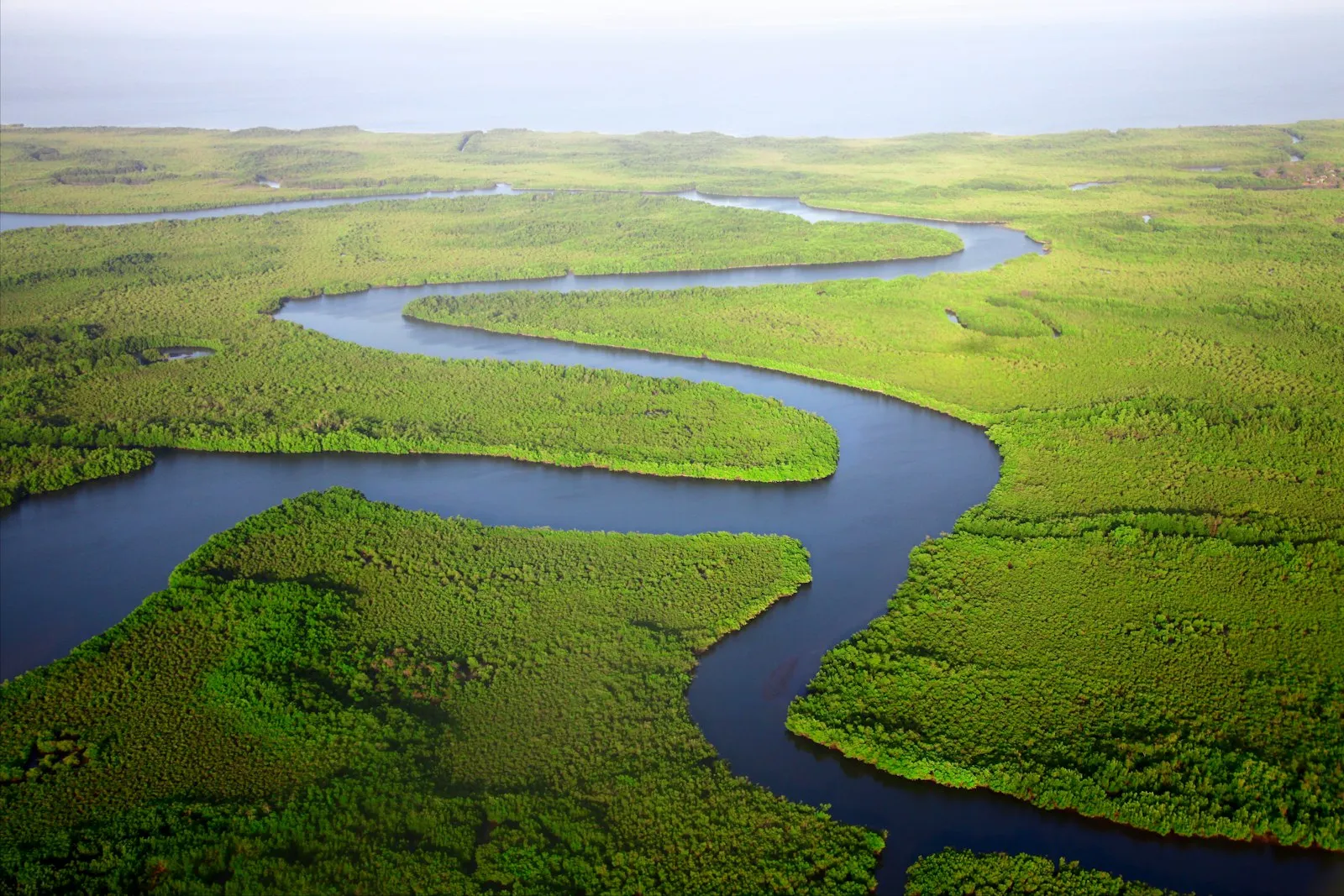 An aerial view of a river winding through bright green mangrove forest towards the sea.