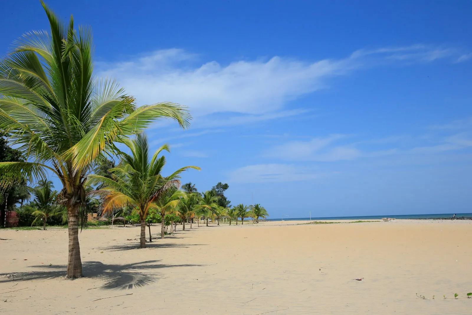 Palm trees on an empty golden beach under a deep blue sky with thin white cloud.