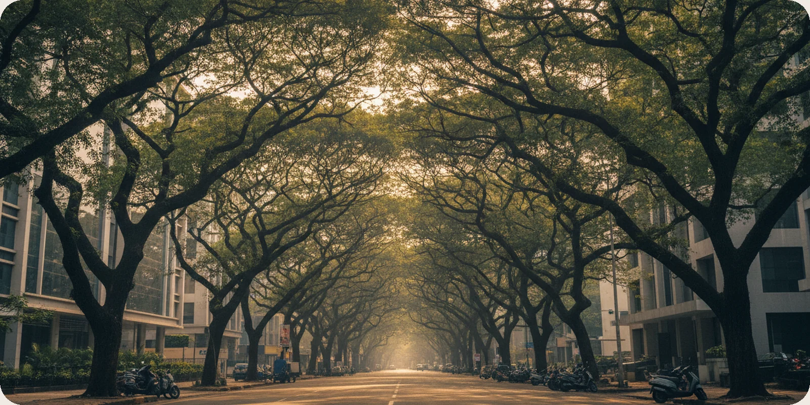 A tree-lined avenue in Bengaluru with modern office buildings set back behind large rain trees, dappled morning light on the road and a few parked scooters.