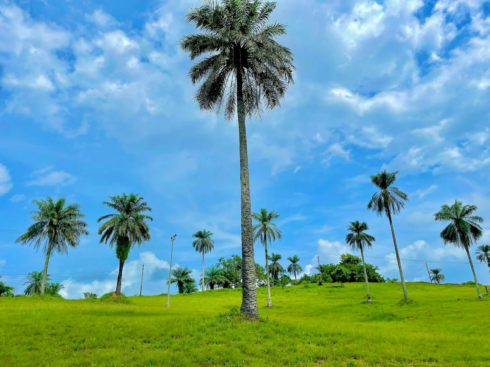 A tall palm tree in a green field with smaller palms and trees behind it, under a bright blue sky with white clouds.