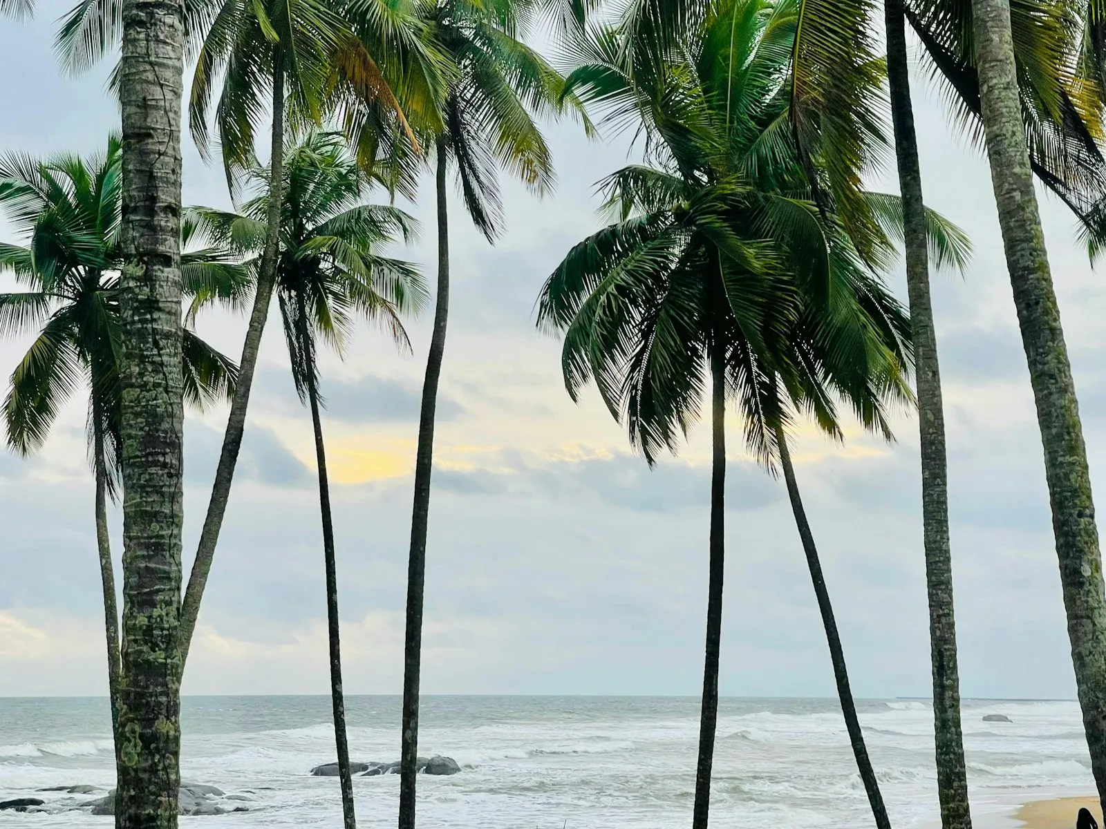 Tall coconut palms leaning over a beach, with surf breaking on a grey sea under a pale, cloudy sky.