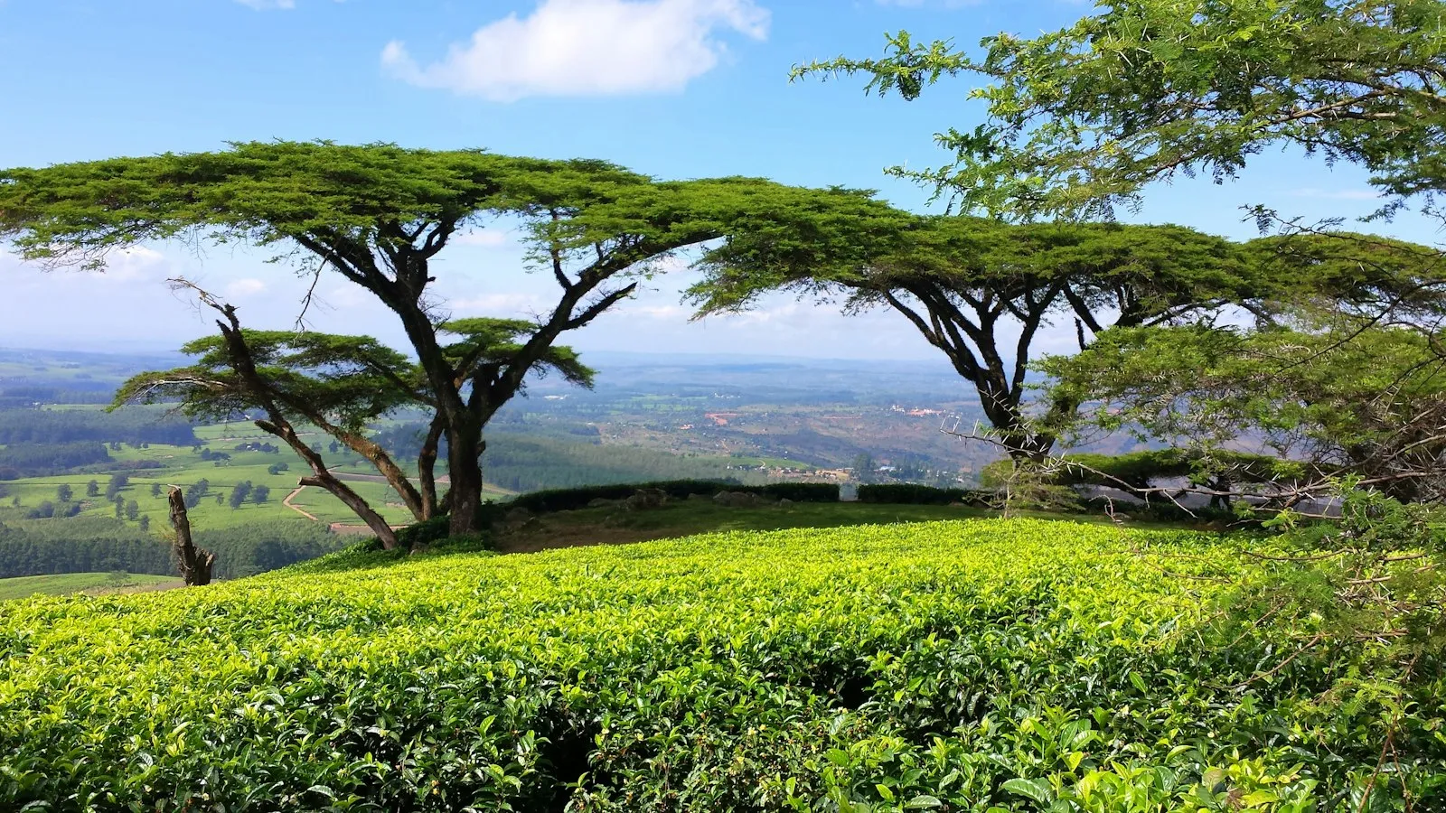Two flat-topped acacia trees above a field of tea bushes, with a hazy valley and blue sky behind.