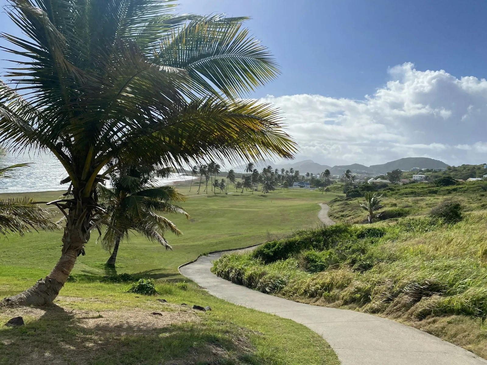A leaning palm tree beside a curving footpath across a green coastal landscape near Basseterre on Saint Kitts.
