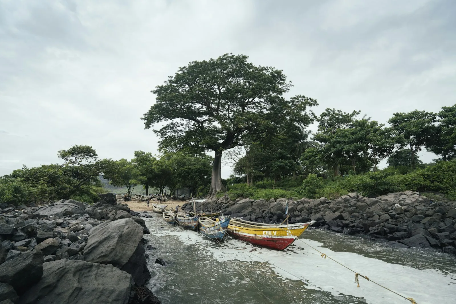 A small red and yellow fishing boat pulled up on a rocky shore beneath a large spreading tree, with green hills behind under a soft sky.