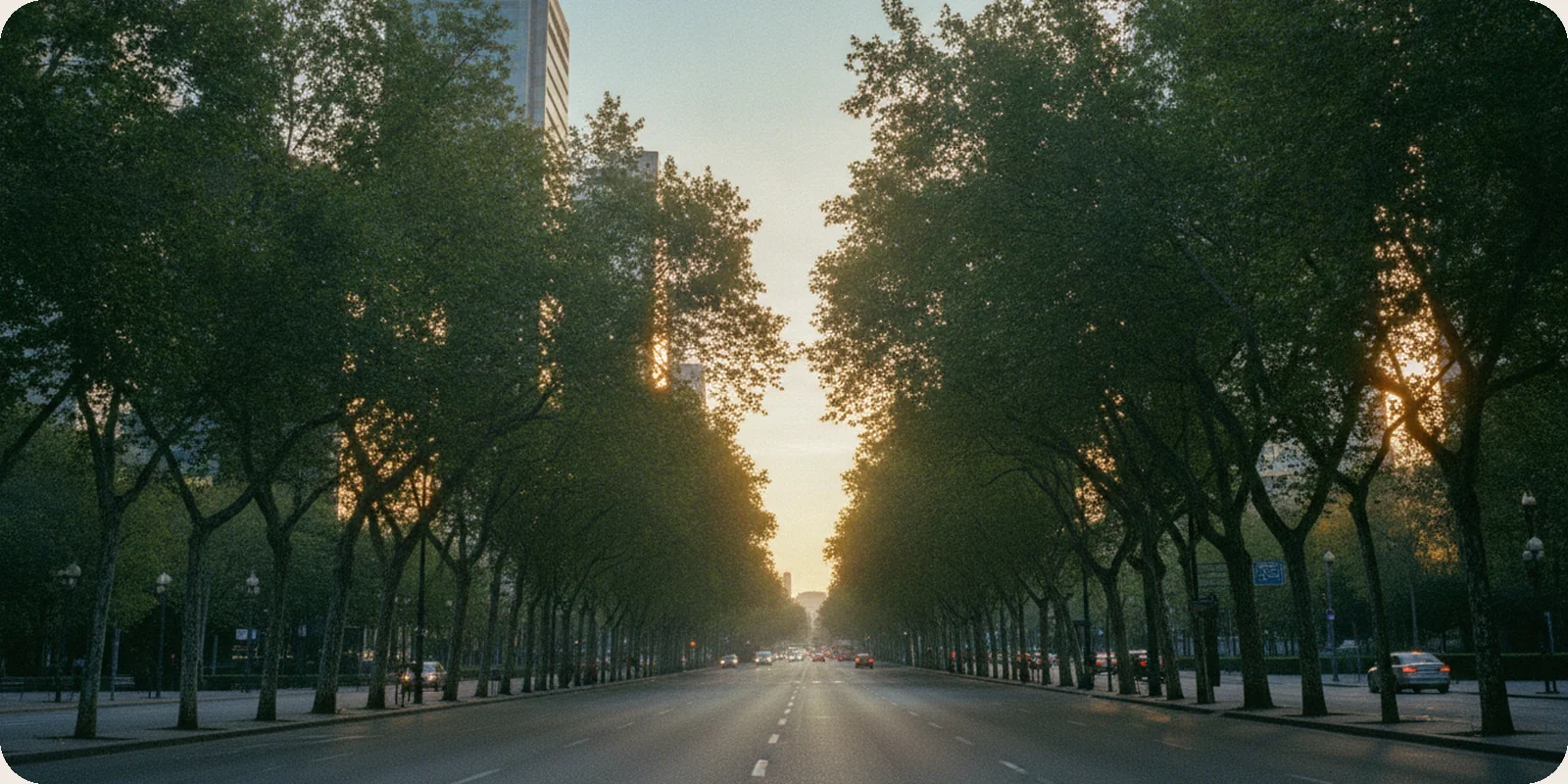Madrid's Paseo de la Castellana, a wide boulevard lined with tall trees, empty in calm early morning light with low sun between the branches.